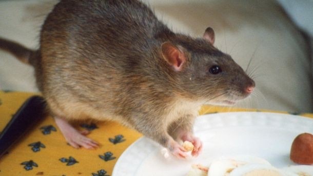 Apology: Brewers Fayre has said sorry to customers who spotted a dead rodent in one of its pubs